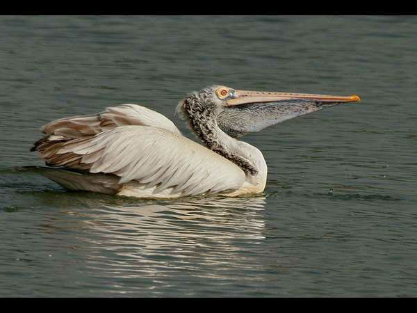 Follow the preventive action before the spread of bird flu: DC 