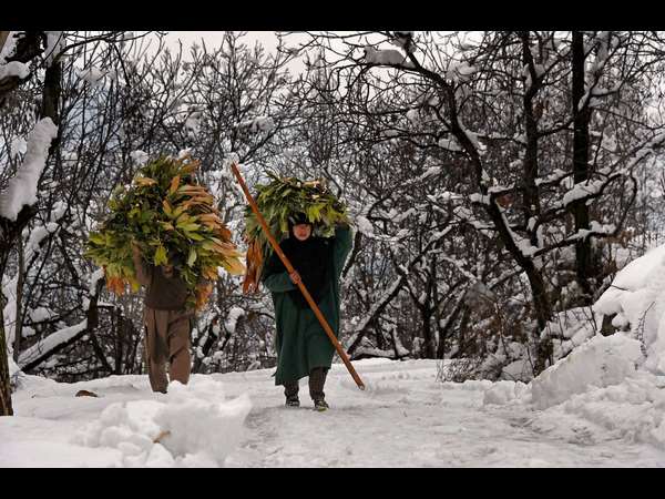 ಮಂಜಿನ ಮಧ್ಯೆ ಹಸಿರು ಮೇವು ಮಂಜಿನ ಮಧ್ಯೆ ಹಸಿರು ಮೇವು
