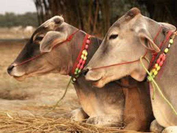 Makara Sankranti: this year's crop grown by farmers due to drought 