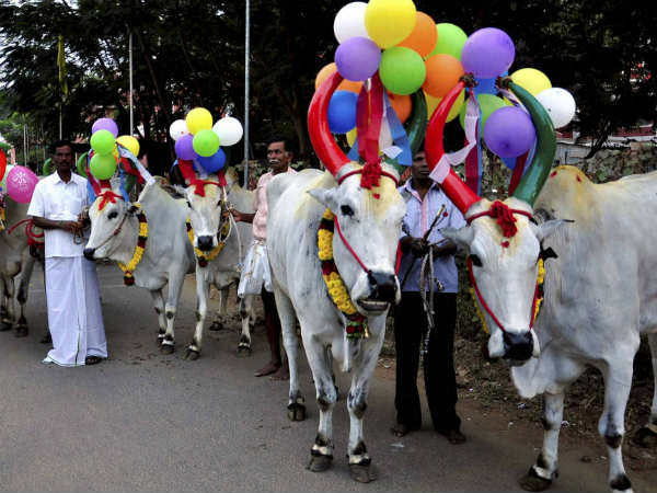 ಜಾನುವಾರುಗಳಿಗೆ ಅಲಂಕಾರ ಜಾನುವಾರುಗಳಿಗೆ ಅಲಂಕಾರ
