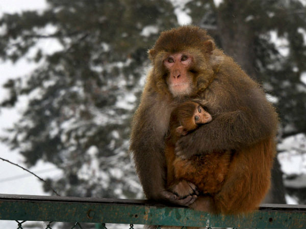 ಚಳಿ ತಡ್ಕೋ ಪುಟ್ಟಾ
