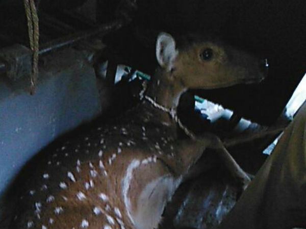 The leopard fell in the trap; Residents leaving a sigh of Heggadahalli 