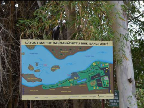 ಮೂವತ್ತು ಸಾವಿರಕ್ಕೂ ಹೆಚ್ಚು ಪಕ್ಷಿಗಳು