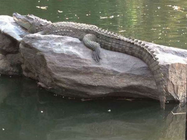 ಮೂರು ತಳಿಯ ಮೊಸಳೆ