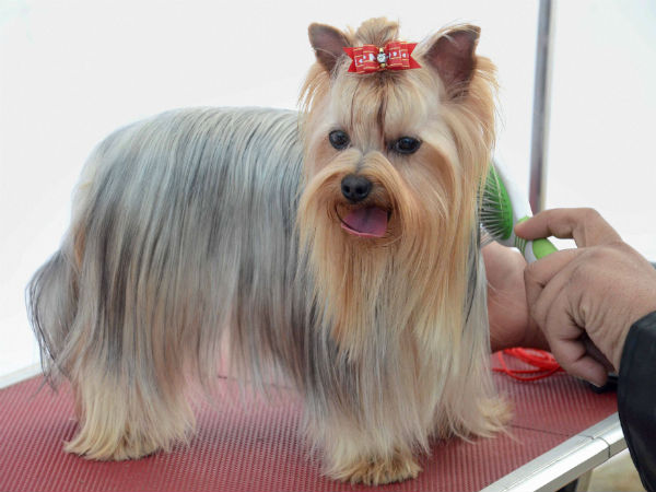 ಉತ್ತಮ ತಳಿ ಶ್ವಾನ