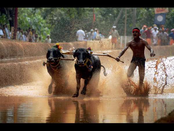ಪ್ರಾಣಿ ಹಿಂಸೆ ಎಂದು ಅನೇಕರು ದೂಷಿಸುತ್ತಾರೆ: