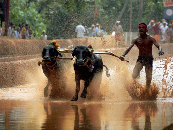 ಜನವರಿ 28ಕ್ಕೆ ಕಂಬಳ ಆಯೋಜನೆ 