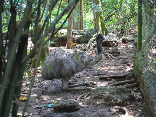  ಉದ್ಯಾನವನಕ್ಕೆ ಹೊಸ ಅತಿಥಿಗಳ ಆಗಮನ