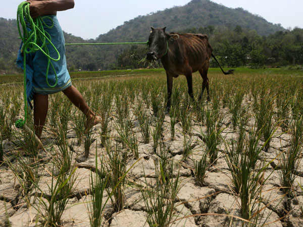Makara Sankranti: this year's crop grown by farmers due to drought 