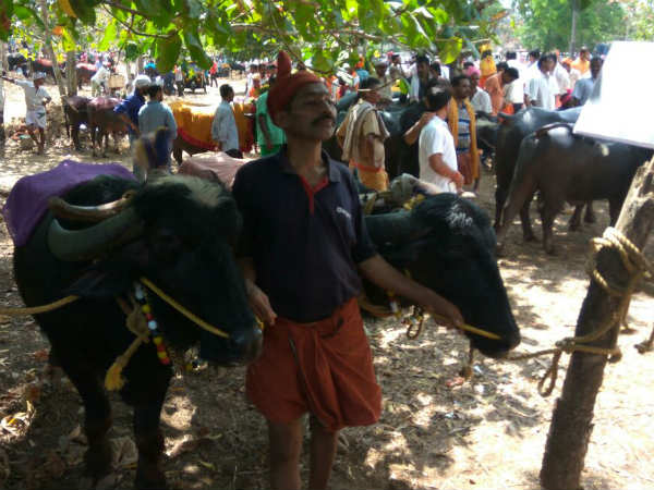 ನೂರಾರು ಕೋಣಗಳು