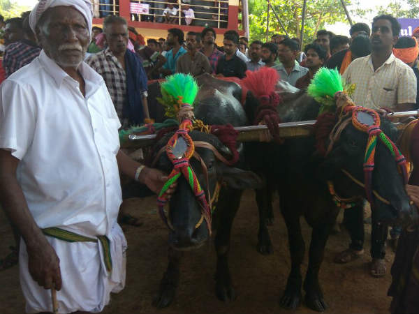 ಸಿಂಗಾರಗೊಂಡ ಕೋಣಗಳು