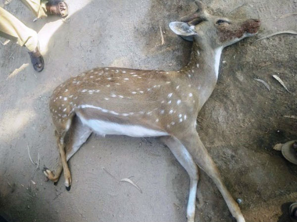 Deer crossing the road when an unknown vehicle hit the spot death in Chamarajanagar Deer crossing the road when an unknown vehicle hit the spot death in Chamarajanagar
