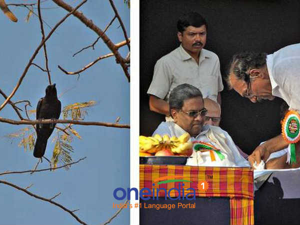Crow poops on Karnataka CM Siddaramaiah's spotless white dhoti Crow poops on Karnataka CM Siddaramaiah's spotless white dhoti