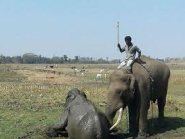 Elephant