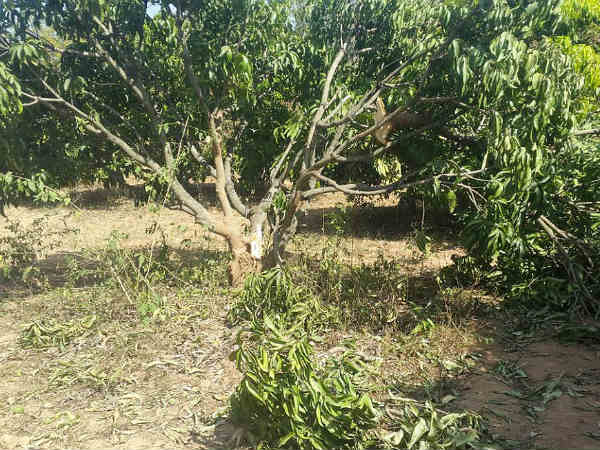  What is Kambala, why it is significant for Karnataka