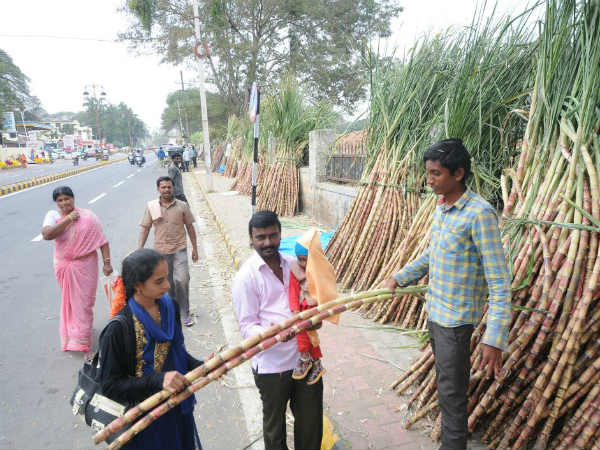Mysore, there seems to be a flurry of Makara Sankranti 