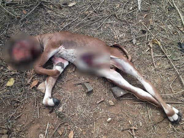 The newborn calf died from dog attack in Gundlupet,Huttur Goshale 