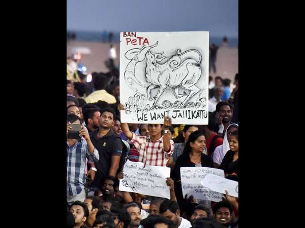 What is jallikattu, details and importance of jallikattu