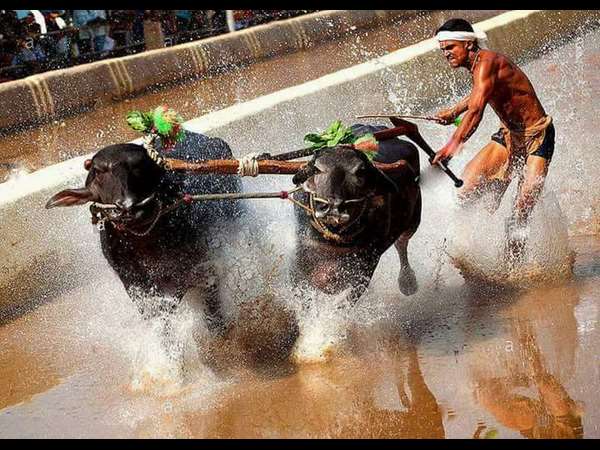 Karnataka cabinet resolves to legalise Kambala Karnataka cabinet resolves to legalise Kambala