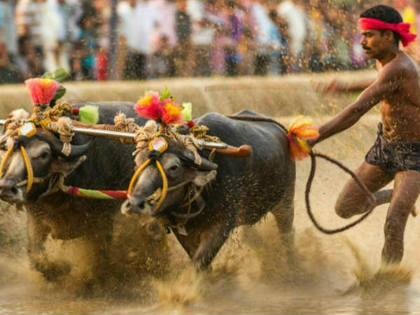 Vishwesha Teertha Swamiji to support Kambala