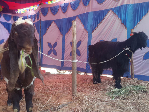 Drought affected to Nandi Basaveshwara cattle fair