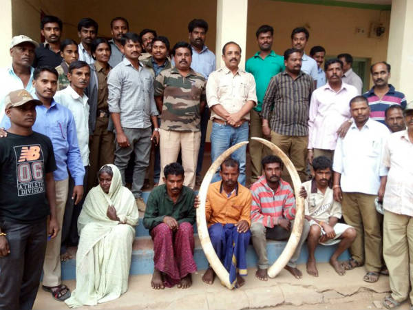 Ivory thieves held in Bandipur Ivory thieves held in Bandipur