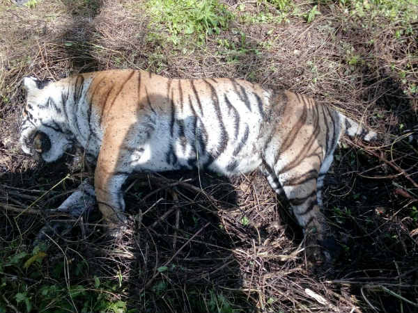 Tiger dead in Kumaturu near Srimangala Tiger dead in Kumaturu near Srimangala