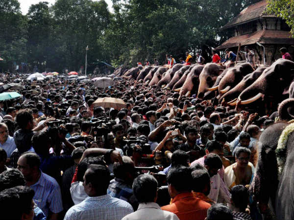 ದಕ್ಷಿಣ ಭಾರತದಲ್ಲಿ 16,925 ಆನೆಗಳು