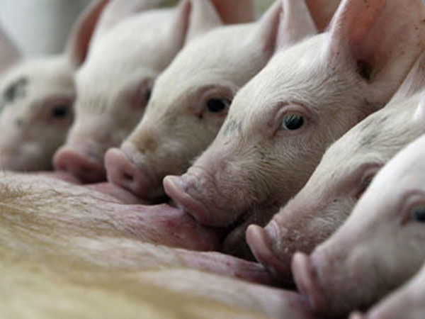 ಹೇಗೆ ಹರಡುತ್ತೆ ಈ ರೋಗ ? 