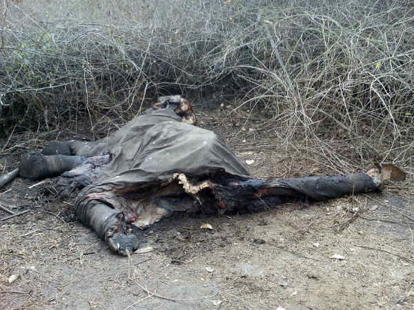 Bandipur: different ways to die wild animals The reason for this? 