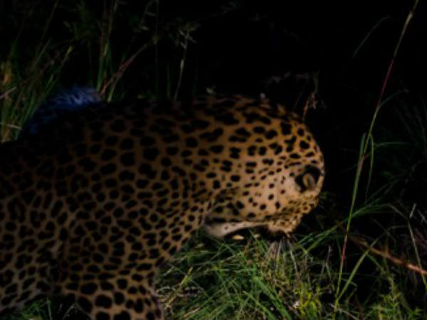 Kalghatagi: People get panic after cheetah visits the village Kalghatagi: People get panic after cheetah visits the village