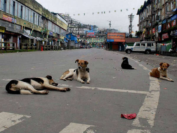 ಬೀದಿ ನಾಯಿಗಳನ್ನು ಕೊಲ್ಲುವಂತಿಲ್ಲ