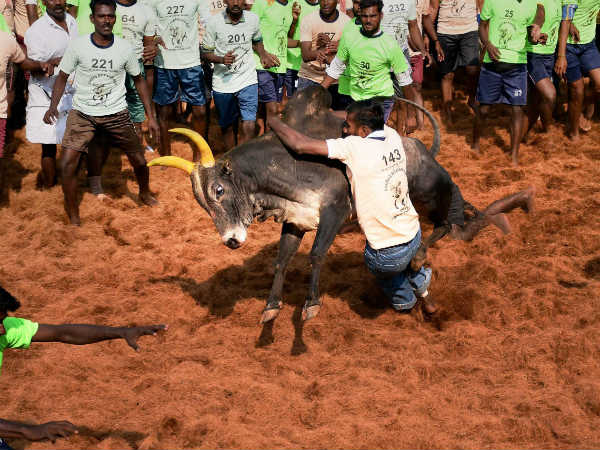 ಮದುರೈನಲ್ಲಿ ಜಲ್ಲಿಕಟ್ಟು