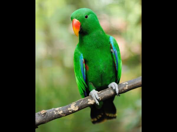 ದೇವದಾಸ ಹಕ್ಕಿ ದೇವದಾಸ ಹಕ್ಕಿ