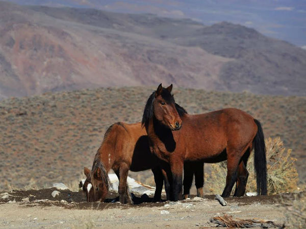 ಪೂರ್ತಿ ಗತಿಸಿಹೋದ ಪ್ರಾಣಿಗಳು