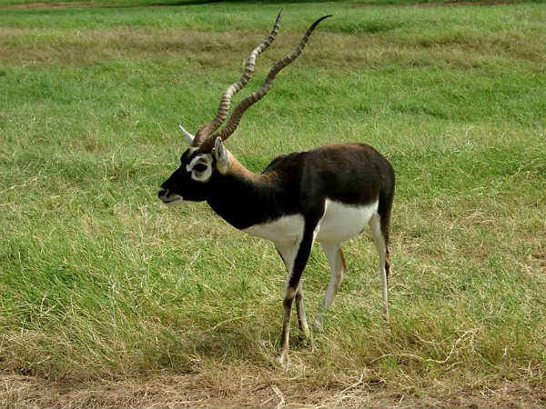 ದಕ್ಷಿಣ ಭಾರತದಲ್ಲಿ ಕಂಡುಬರುವ ಕಾಡೆಮ್ಮೆಗಳು