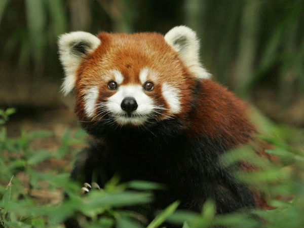 ಅಭಯಾರಣ್ಯ, ರಾಷ್ಟ್ರೀಯ ಉದ್ಯಾನ