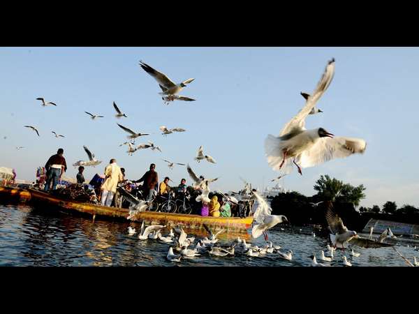 ನರ್ಮದಾ ತೀರದ ಅತಿಥಿಗಳು 