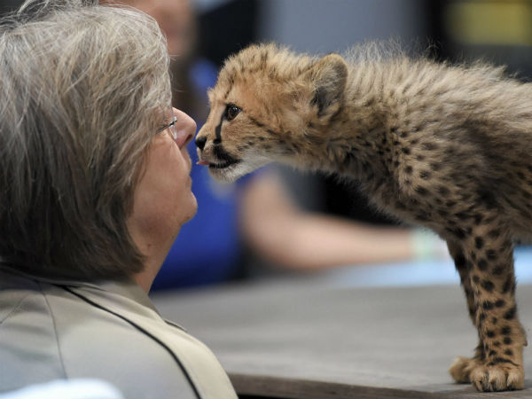 ನ್ಯಾಟ್ ಜಿಯೋ ವಿಶೇಷ ಕಾರ್ಯಕ್ರಮ 