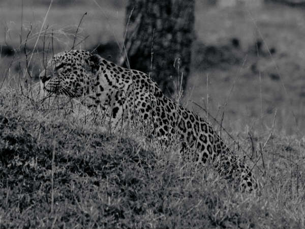 ಹುಲಿಗಳಷ್ಟೇ ಅಪಾಯಕಾರಿ ಈ ಚಿರತೆ