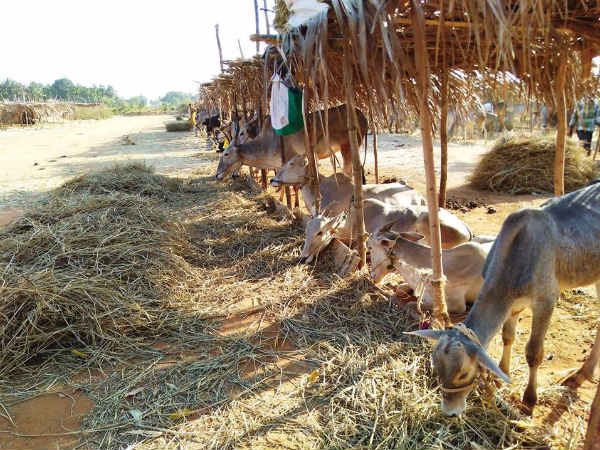ಹಿರಿಯ ಜೀವಗಳೇ ಹೆಚ್ಚು ಹಿರಿಯ ಜೀವಗಳೇ ಹೆಚ್ಚು