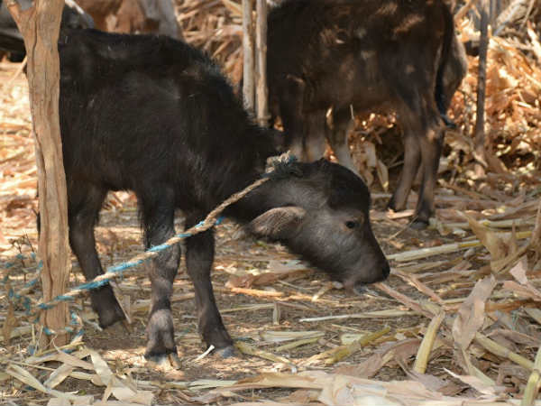 ದಿನಸಿ ಸಂಗ್ರಹಿಸಿ ಕೊಡಬಹುದು ದಿನಸಿ ಸಂಗ್ರಹಿಸಿ ಕೊಡಬಹುದು