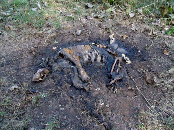 Bandipur: different ways to die wild animals The reason for this? 