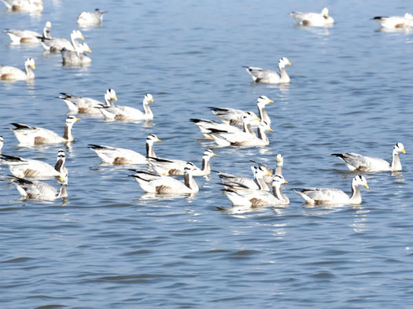 Mongolia miratory birds in Mysuru lake Mongolia miratory birds in Mysuru lake