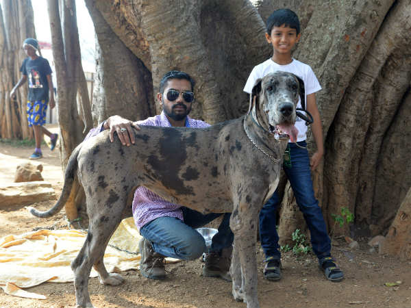 Dog show in Mysuru attracted people
