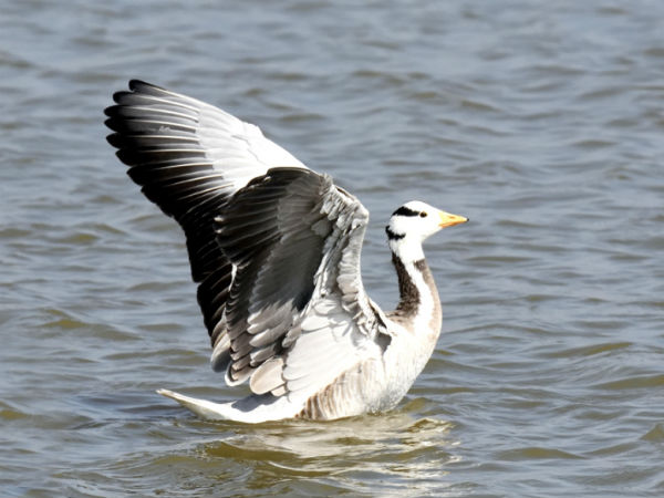Mongolia miratory birds in Mysuru lake Mongolia miratory birds in Mysuru lake