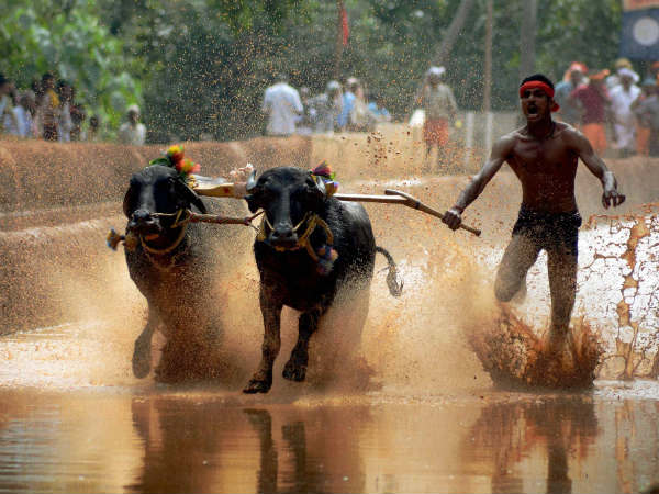 President Mukherjee okays Kambala Bill, which legalise traditional buffalo race President Mukherjee okays Kambala Bill, which legalise traditional buffalo race