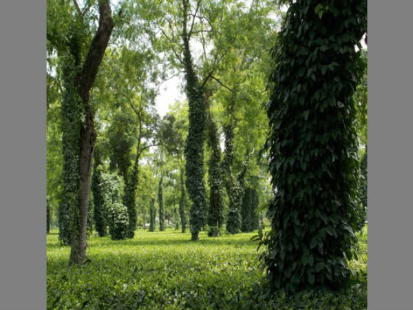 Own your dream farm house in Sakaleshpur