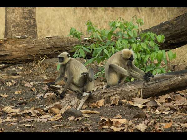 ಮಾನವ- ಪ್ರಾಣಿ ಸಂಘರ್ಷ ಮಾನವ- ಪ್ರಾಣಿ ಸಂಘರ್ಷ