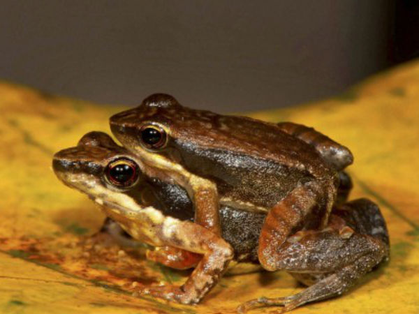 20,668 ಹೆಕ್ಟೇರ್ ಪರಿಸರ ಸೂಕ್ಷ್ಮ